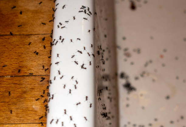 Pest Control Cost in Needles, CA