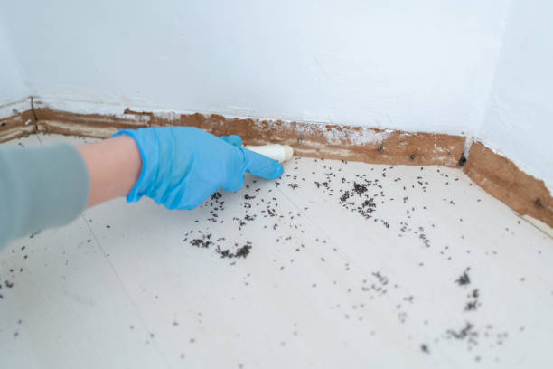 Professional Pest Control in Needles, CA